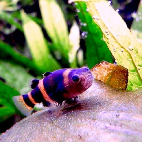 Brachygobius xanthozona - Goldringelgrundel M